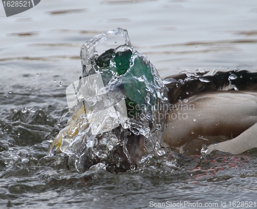 Image of Male mallard washing