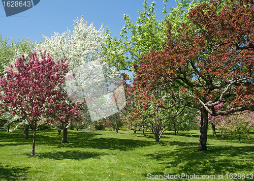 Image of Beautiful spring trees in bloom