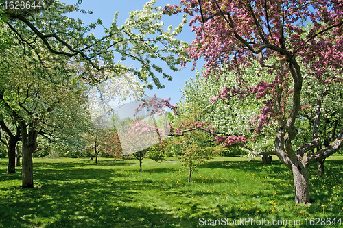 Image of Blooming trees on a green lawn