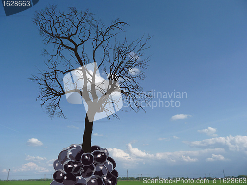 Image of Tree of fruit mulberry