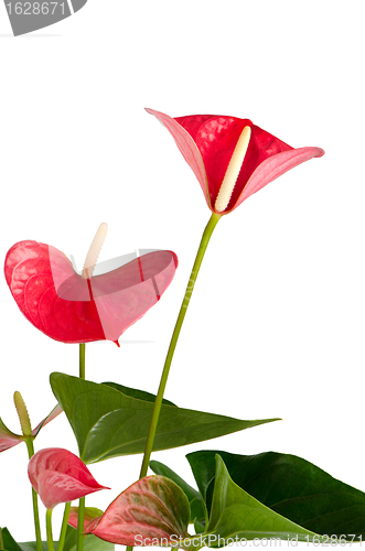 Image of Beautiful Anthedesia anthurium