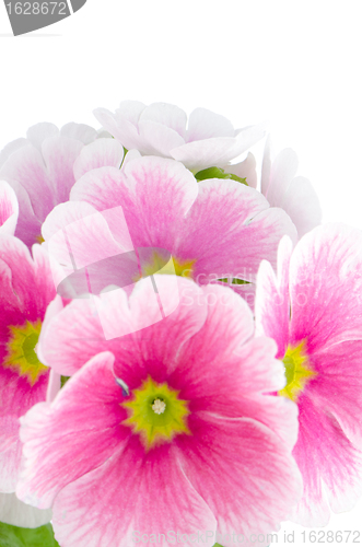 Image of Closeup of pink primrose flowers