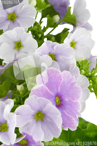 Image of Beautiful purple primrose flowers