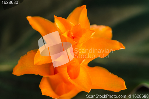 Image of Eternal flame flower (calathea crocata)