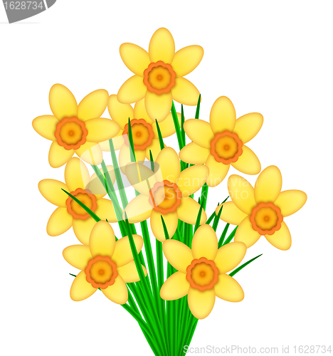 Image of Yellow Daffodil Flowers Bunch