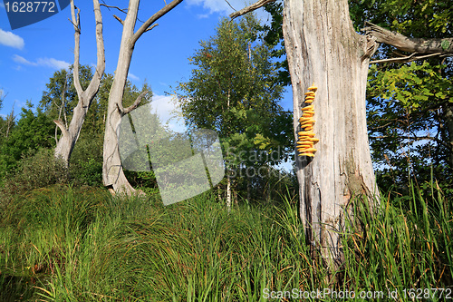 Image of yellow mushroom on dry tree