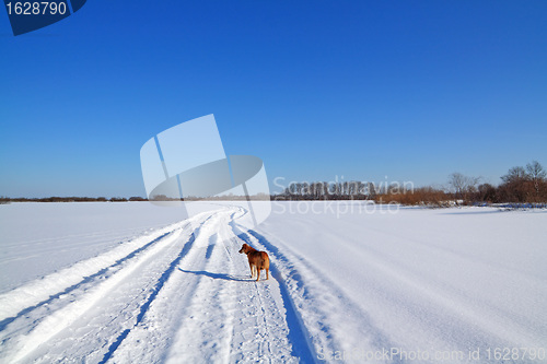 Image of redhead dog on snow road