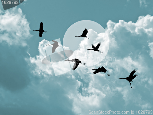Image of silhouette flying cranes on cloudy background