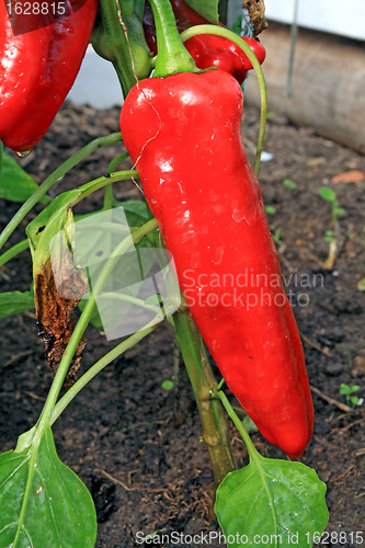 Image of red pepper in vegetable hothouse