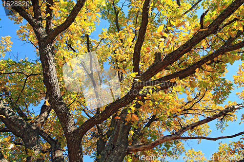 Image of yellow branch of the oak