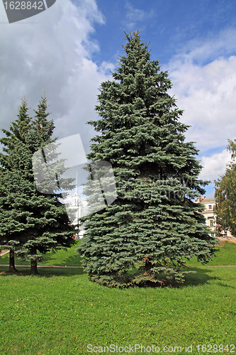 Image of big green fir tree in town park