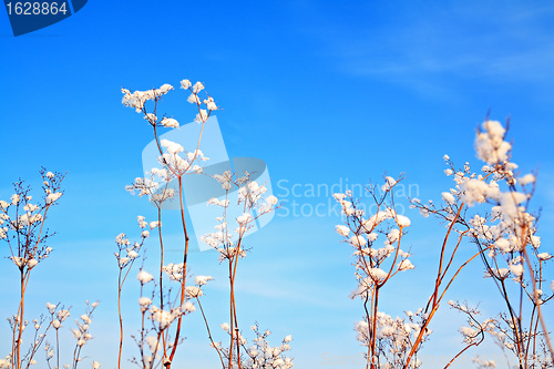 Image of bushes in snow on blue background