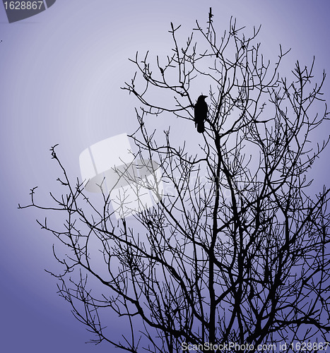 Image of bird on tree on background winter sky 