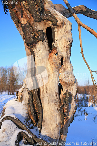 Image of old dry tree in wood