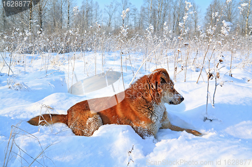 Image of redhead dog on white snow