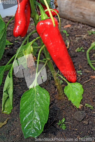 Image of red pepper on branch in hothouse 