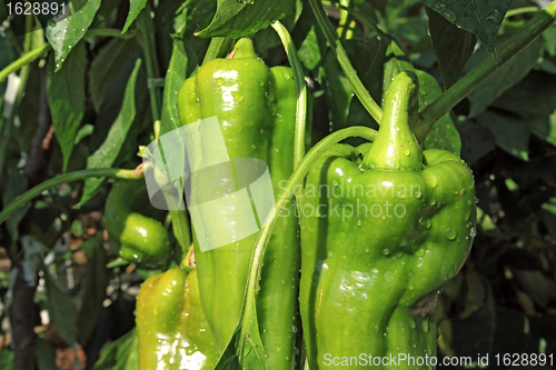 Image of green pepper on branch in hothouse 