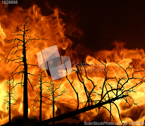 Image of fire in wood