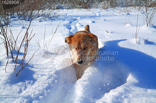 Image of redhead dog in deep snow