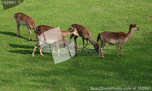 Image of herd of a deers