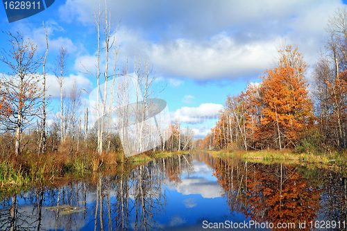 Image of autumn wood on coast river