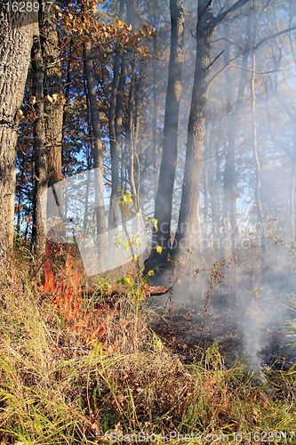 Image of fire in wood 