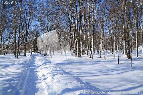 Image of snow lane in winter park 