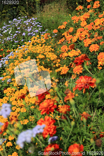 Image of summer flowerses in town garden