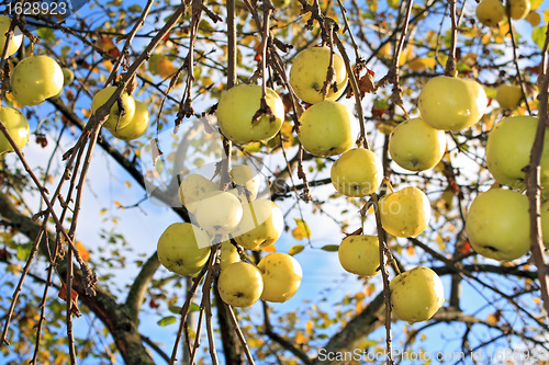 Image of apple on branch of the aple trees