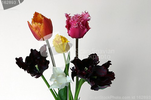Image of tulips