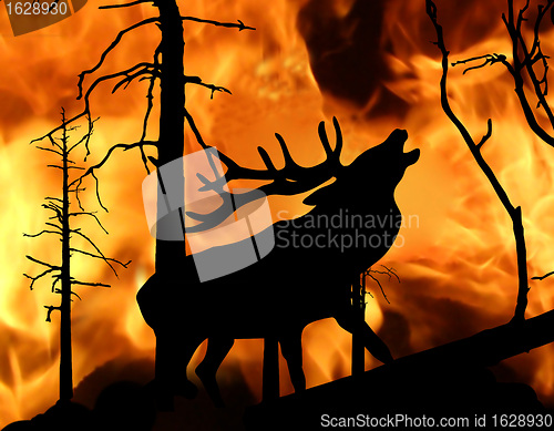 Image of fire in wood