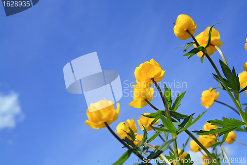 Image of yellow flowerses on background blue sky 