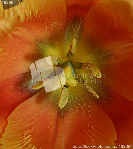 Image of heart of a flower