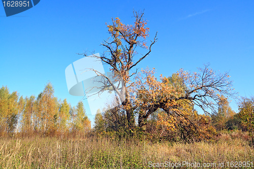 Image of old oak on autumn field