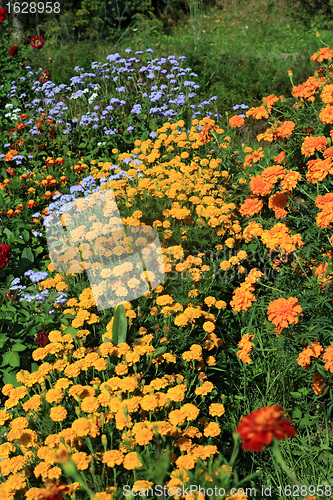 Image of summer flowerses in town garden