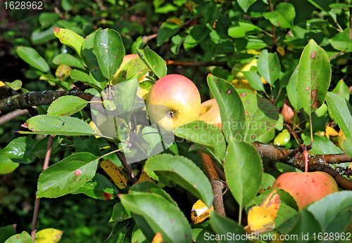 Image of apple on branch in autumn garden