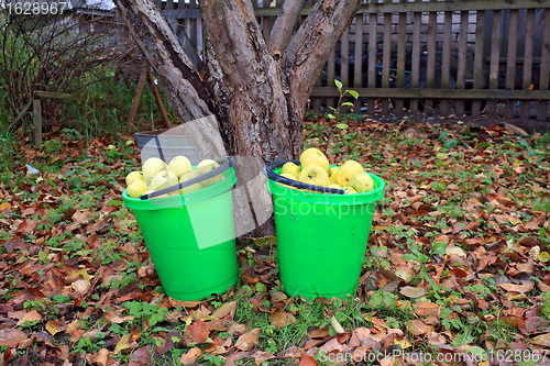 Image of apple in pail in autumn garden