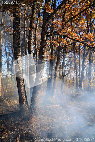 Image of fire in wood 