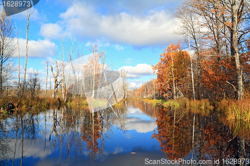 Image of autumn wood on coast river