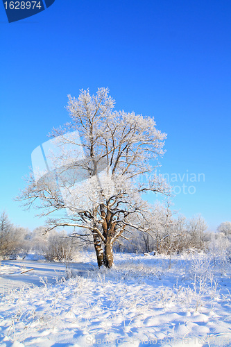 Image of snow oak on winter field