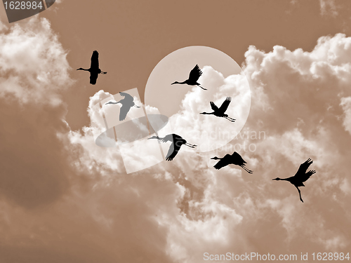 Image of silhouette flying cranes on cloudy background