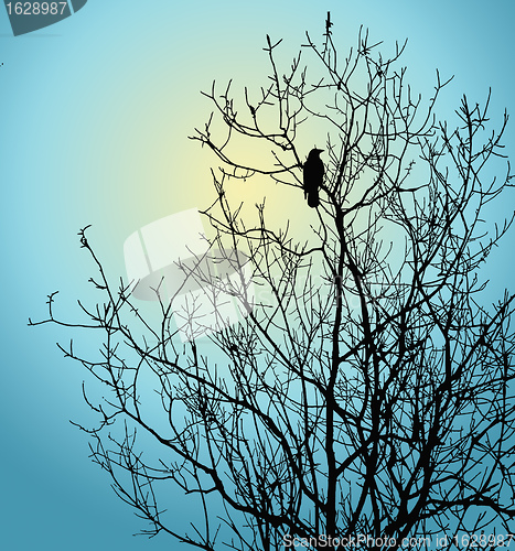 Image of single bird on tree on background sun 
