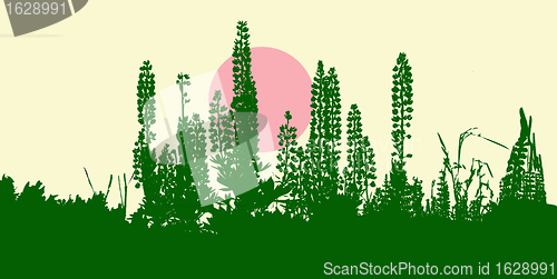Image of illustration of the herb on field      