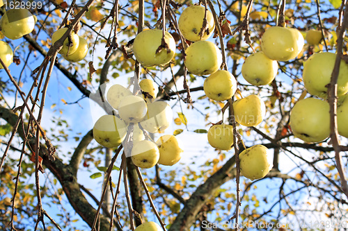 Image of apple on branch of the aple trees