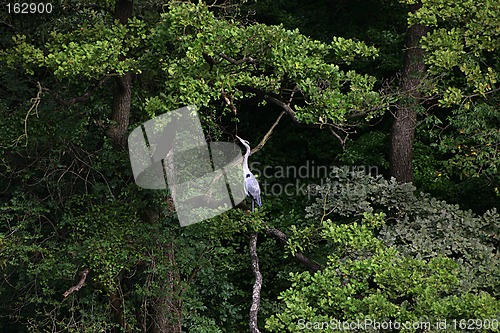 Image of heron on a tree