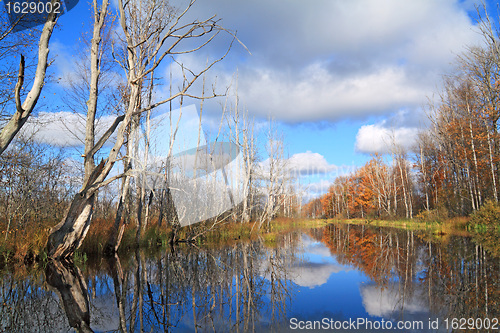 Image of autumn wood on coast river