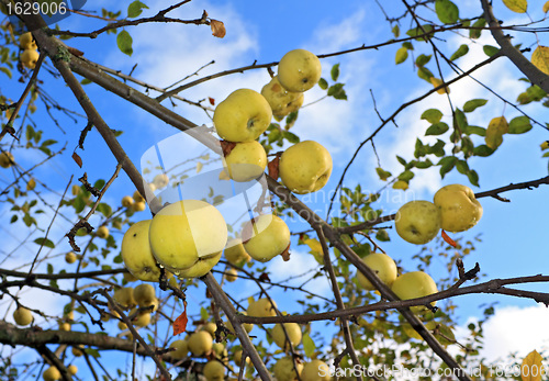 Image of apple on branch of the aple trees