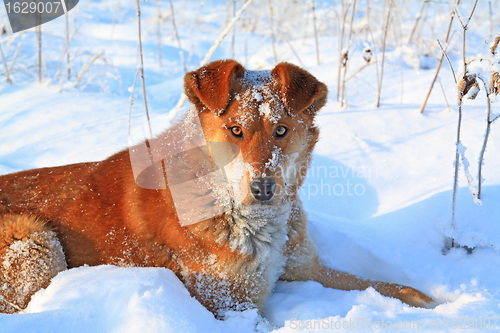 Image of redhead dog on white snow