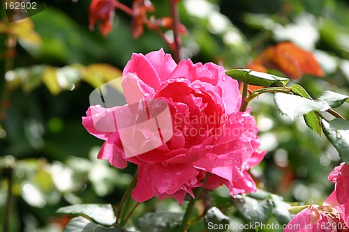 Image of rose