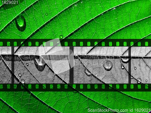 Image of monochrome camera film